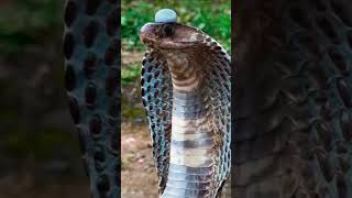 Sawan mein shiv ji Aya hamare gaon #shiv #mahadev #shambhu #snake #shorts