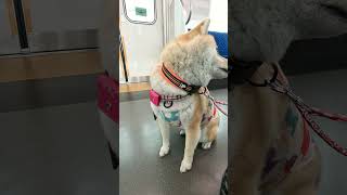 柴犬介助犬るな電車移動【介助犬と桃にゃん】 #柴犬介助犬 #介助犬るな #介助犬と桃にゃん #介助犬 #dog #doglover #cutedog #柴犬