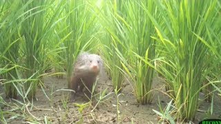 2級保育類食蟹獴 通霄石虎田現蹤 20180729 公視中晝新聞