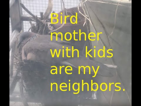 There is a mother bird with 2 little birds living in front of my window. 20210314 125634