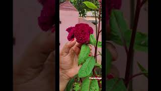#onam #pookalam #atham #onampaatu #shorts #shortvideo #rose #flowers