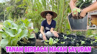 BEGINI CARA KAMI TANAM SAYURAN DI PEKARANGAN RUMAH