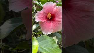Hibiscus in a garden || Home Gardening | #flowers #hibiscus #trending #viralshorts #garden #shorts