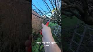 How to prune an apple tree #garden #gardening #apple #tree #pruning #horticulture #technique