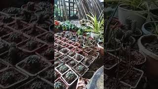 #ytsshorts #cactus