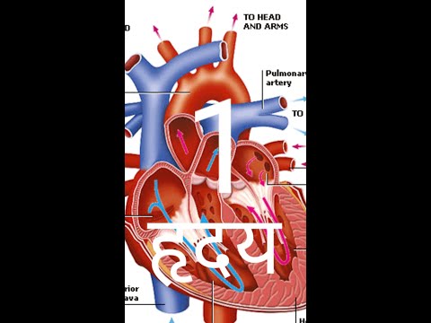 Heart function  ,,heart  kase kam karta hai, heart kriye vidhi  in hindi  #heart function,#heart