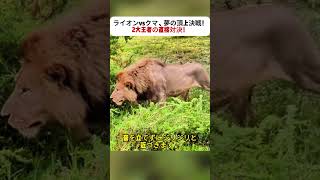 ライオンvsクマ、夢の頂上決戦！ 2大王者の直接対決！ #動物バトル #ライオンの力 #野生の真実 #サバンナの王 #クマの実力