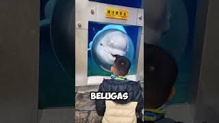 Amazing! This is How This Beluga Interacts with Visitors 🐋✨ #shorts