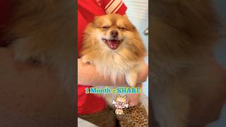 Would You Rescue Me? #PetLove #petrescue #rescuedog #PetLife #dogs #puppy #shorts
