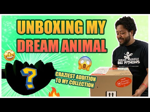 Unboxing my dream snake #greentreepython