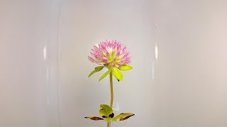 【赤クローバー】ムラサキツメクサの花が咲いて枯れるまで（花の開花#104）