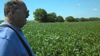 Soybeans after Alfalfa.m4v