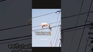Goat power 💀😂 Animal shorts 🐑💀 #shorts #ytshorts #trending #goatpower