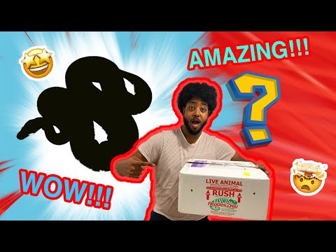Amazing powerhouse ball python unboxing from st8fire reptiles *INSANE*