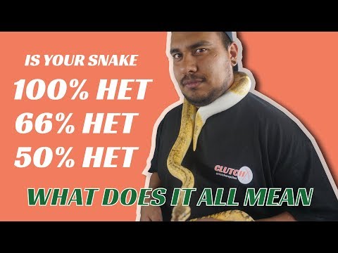 ??RECESSIVE BALL PYTHON 100% 66% 50% HETS WHAT IS THAT??
