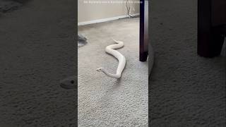 These Snake Facts Sound Fake But 100% Real 😮