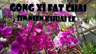 CHINNESE NEW YEAR GONG XI FAT CHAI  SIN NIEN KHUAI LE #imlek #gongxi #gongxifatchoi #sinnienkhuaile