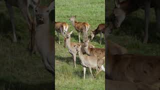 The rains nurture nature, helping wildlife #AnantAmbani #EcoBalance #AnantDadaEra #AnantAmbaniDt