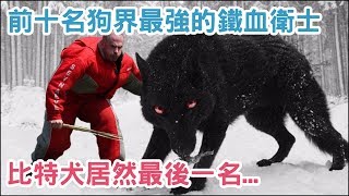 盤點前十名 狗 界最強的「鐵血衛士」，看家 犬 種的第一首選！ 比特犬 居然最後一名...【 汪汪仙貝 】