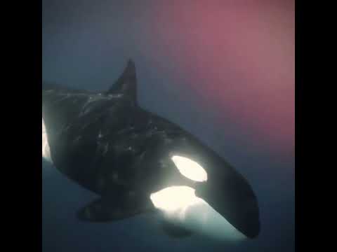 Orcas 💞 | #orcas #killerwhales #Animals #Edits