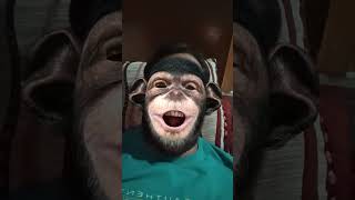 #monkey #funny #animals #monkeysounds
