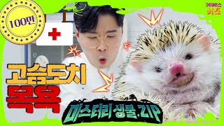 따끔! 따끔! 뾰족한 털을 가진 고슴도치 목욕 시키기ㅣ꾹 동물병원ㅣ고슴도치ㅣ미스터리생물집ㅣ꾹tvㅣKBS 220303 방송