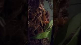 @TheWildlifeTube 🧡🤍🖤🐍🐍🐍#snake #cornsnake #colubrid #youtubeshorts #pets