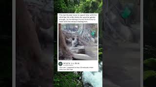 Gorilla dad spends time with his kid