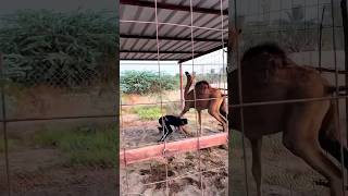 camel  dengar 😱😱😱 #camel #dance dance