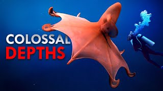 Why Is The Deep Sea Full of Giants?