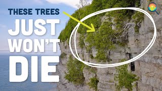 These Scraggly Trees Are 1000+ Years Old (Fayette, Michigan)