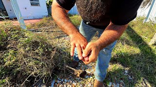 I Was Forced to Stop When I Got Bit While Pulling Weeds Bare Handed