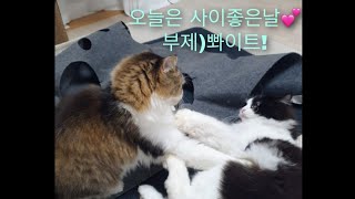 임씨네 레이체이/ 오늘은 사이좋은날 / 부제)뽜이트 /고양이vlog