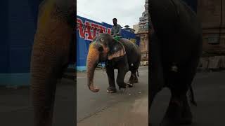 Srirangam Temple Elephant ancient indian temple  #shorts #templetour