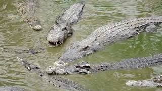 The SHOCKING Truth About Animal Bites