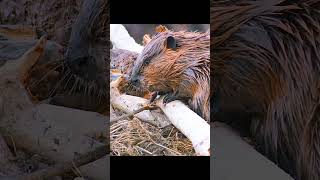 No wonder they're nature's most famous builders. #wildlife #animals #shorts