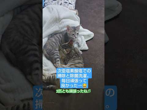 #保護猫 #糸状菌 #猫カビ完治  #子猫