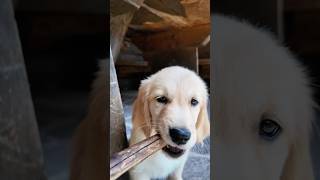 🐶 King Dooby Snack Time!🐾#DogLife #PuppyLove #DogAdventures #FurryFriends #DoggoVibes