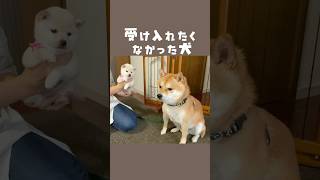【IG再生回数1279万回】2024年一番再生された動画はコチラ✨⁣新入りを受け入れられなかった豆千代くんの現在⁣※最後は再編集しました💓⁣ #豆柴 #柴犬