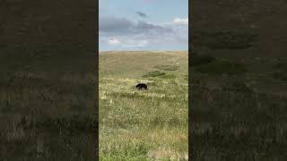 #bear #bears #bearincanada #alberta #canada #canadalife #waterton