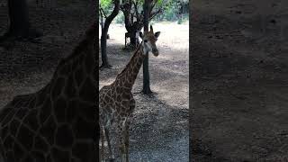 #animals #popular