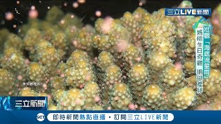 核三廠進水口復育珊瑚有成　每年農曆三月還能看見「海底流星雨」│李文儀主持│【POWER心動力完整版】20190714│三立新聞台