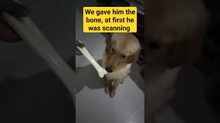 leo's accessories reaction #goldenretiever #goldenbreed #dog #leothelion