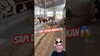 FEED THE COWS⁉️ THEY'RE ALREADY FAT, I'M SO PITYING THE COWS😱😍