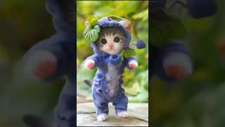 Epi 20 Plz subscribe ❤️😻🐾#cat #kittens #princesscat #lovecats #catvideos #viralvideo