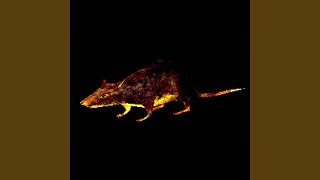 rat attack!