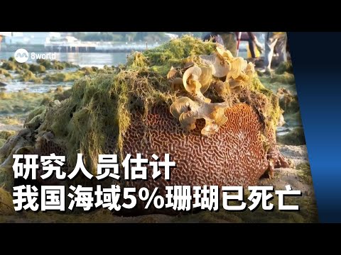 研究人员估计 我国海域5%珊瑚已经死亡