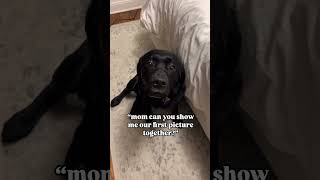 “Mom can you show me our first picture together?” #dogs #puppy #blacklab #cutedogs #cutepuppy