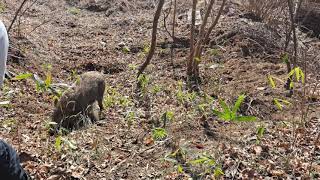 手斧とナイフでイノシシ捕獲Vol8
