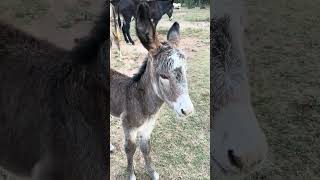 Baby donkey Lily was just two days old in this video. #farmfriends  #donkey  #baby